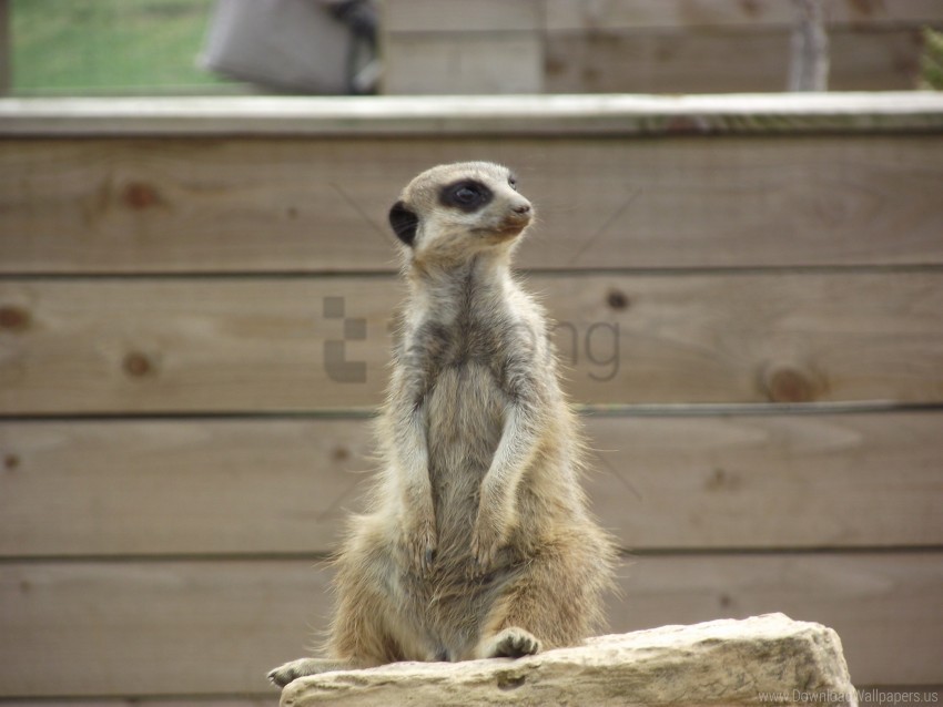 meerkat meerkats sit stone wallpaper Transparent Cutout PNG Isolated Element