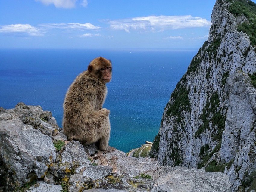 monkey rocks sea sky PNG transparent images for printing