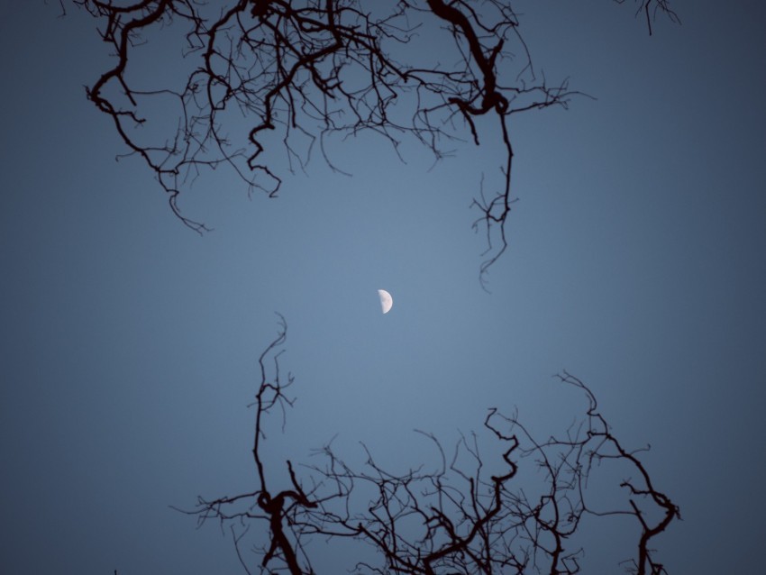 moon branches bottom view night sky Isolated Element in HighQuality PNG 4k wallpaper