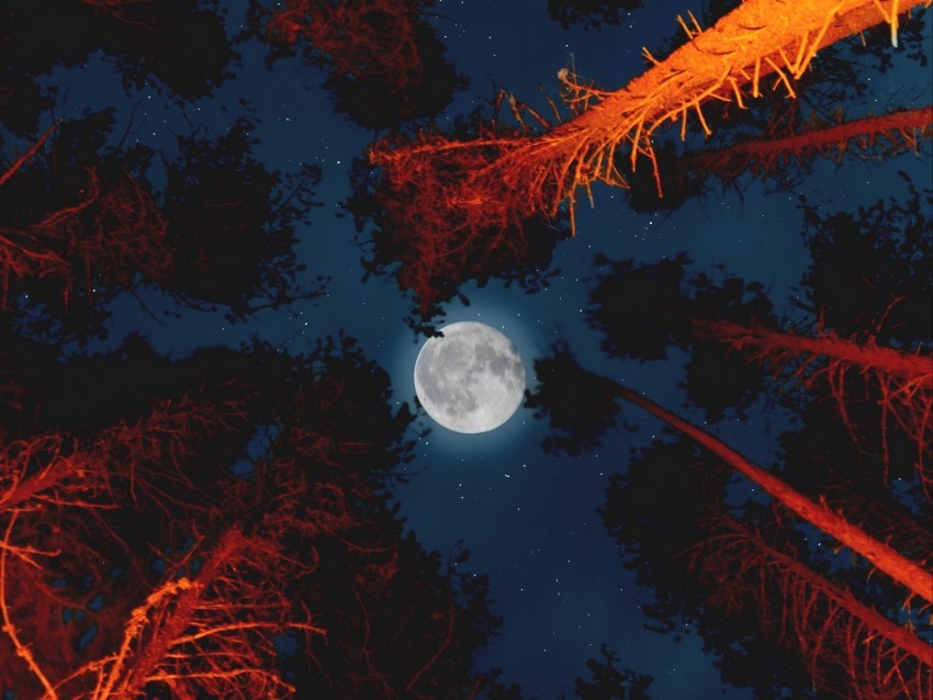 moon full moon bottom view trees light PNG Image with Transparent Isolated Design 4k wallpaper