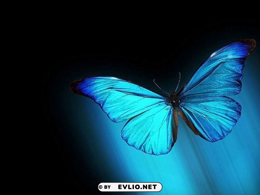 morpho Transparent image background best stock photos - Image ID 38a0aa5b