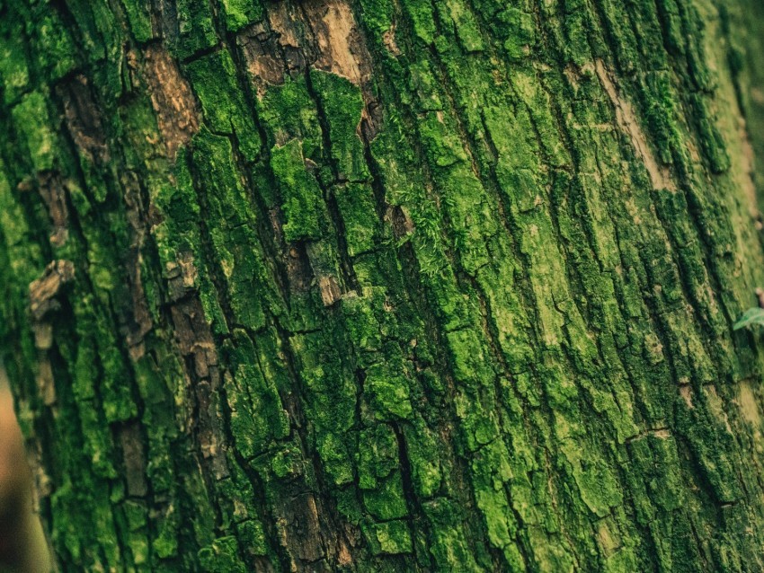 moss bark tree surface relief green Isolated Icon in HighQuality Transparent PNG