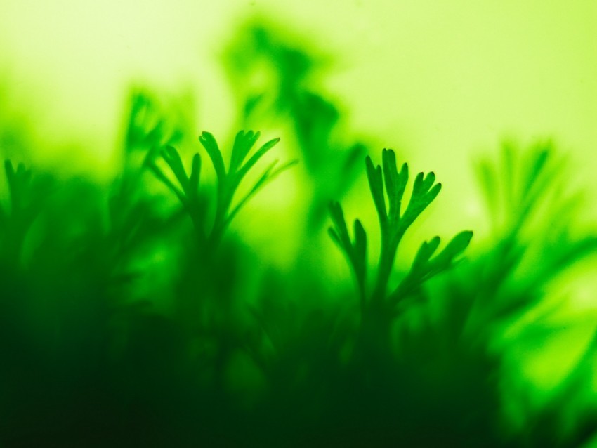 moss plant green closeup leaves PNG images with clear background