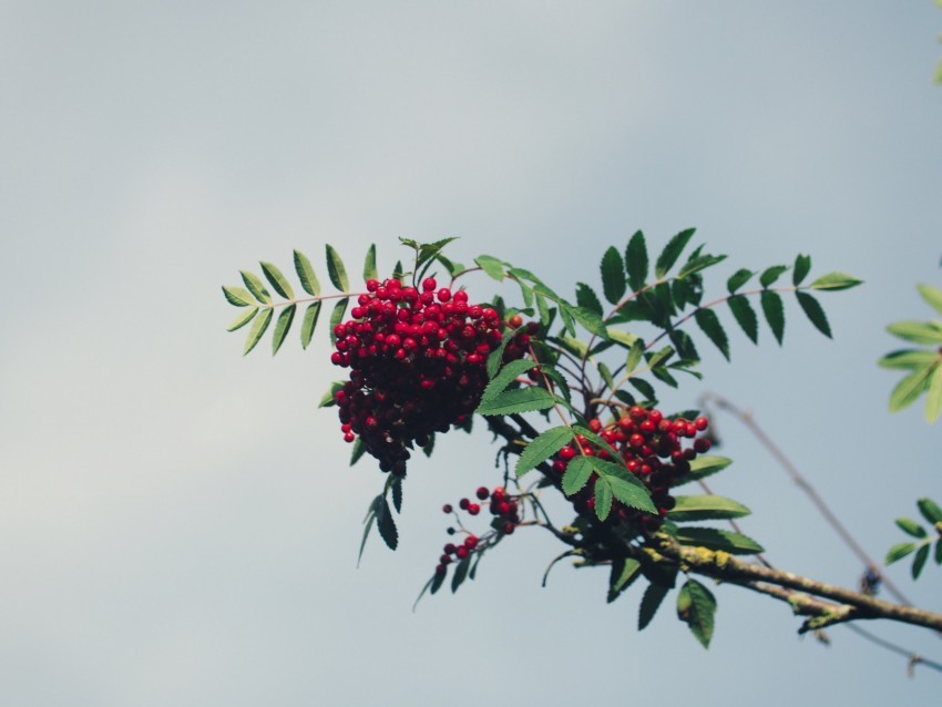 mountain ash branch berries leaves sky PNG files with clear backdrop assortment