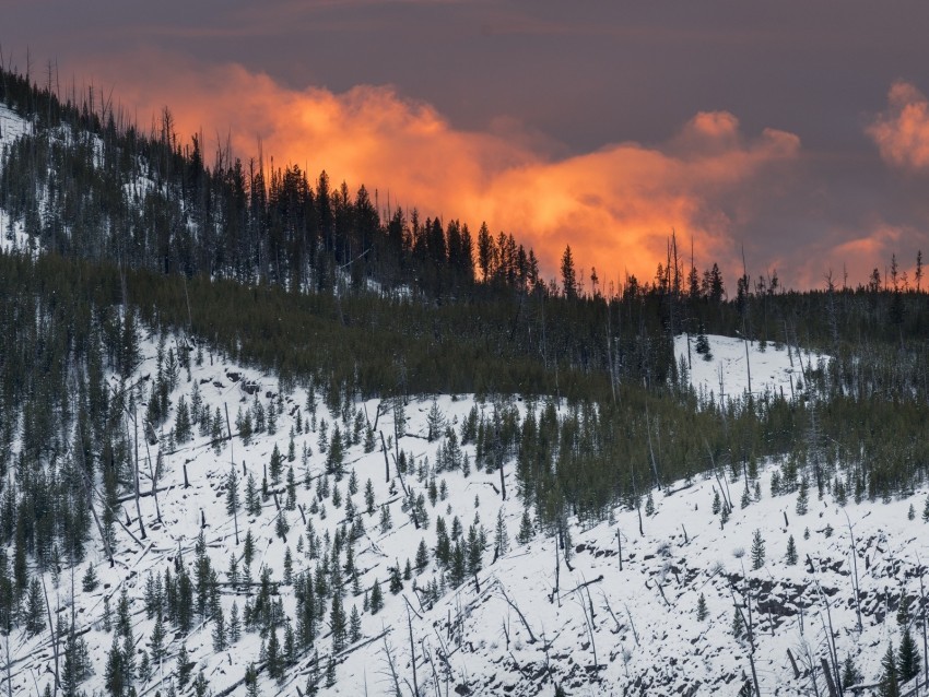 mountain snow trees forest sunset Isolated Artwork on Transparent PNG