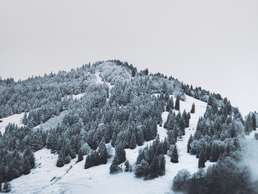 mountain trees snow hill fog Free PNG images with transparent backgrounds