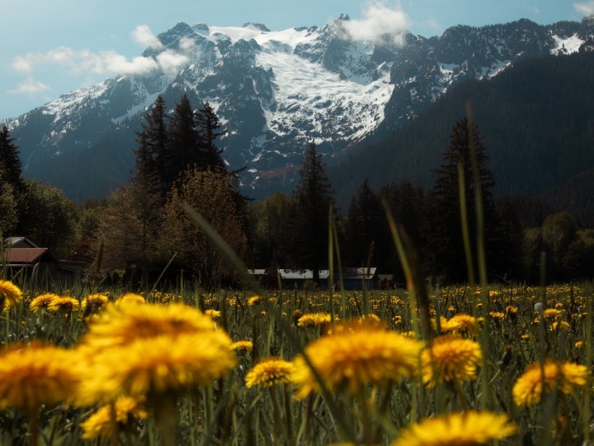 mountains lawn flowers grass landscape PNG with Isolated Transparency 4k wallpaper