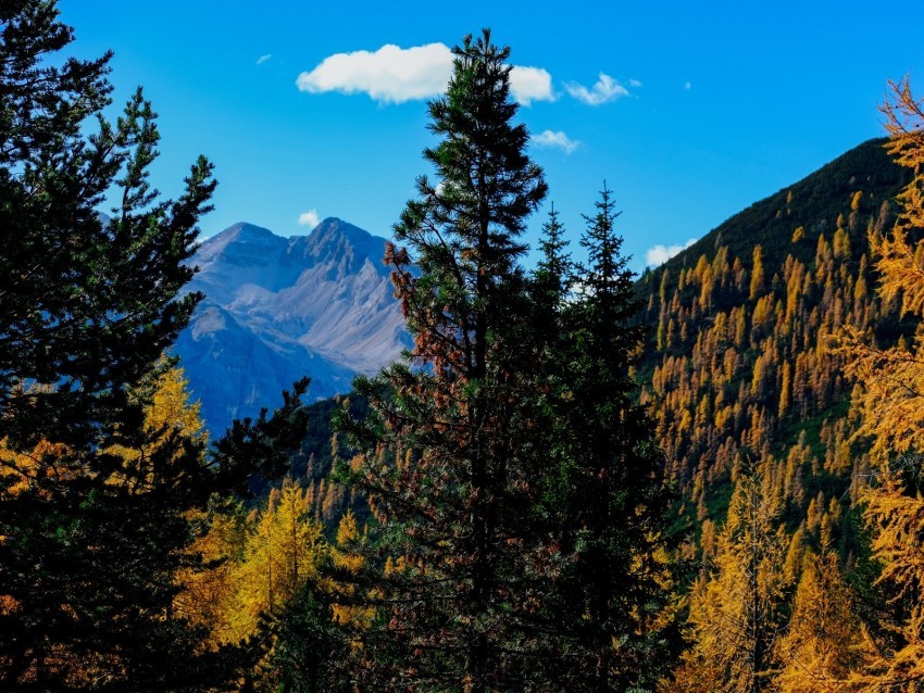 mountains trees autumn landscape branches peak Free PNG images with transparent backgrounds 4k wallpaper