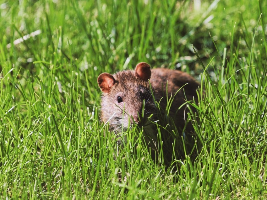 mouse rodent grass wildlife Transparent PNG images complete package