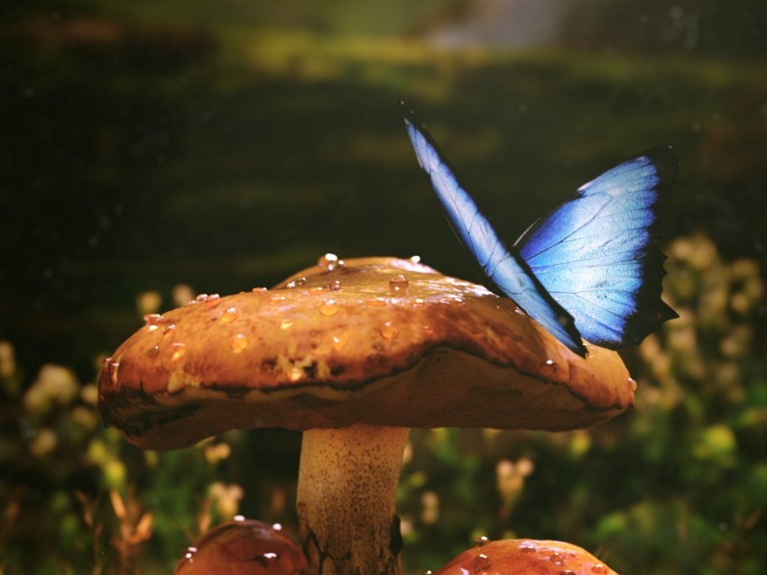 mushrooms butterfly dew wet grass PNG images for editing 4k wallpaper