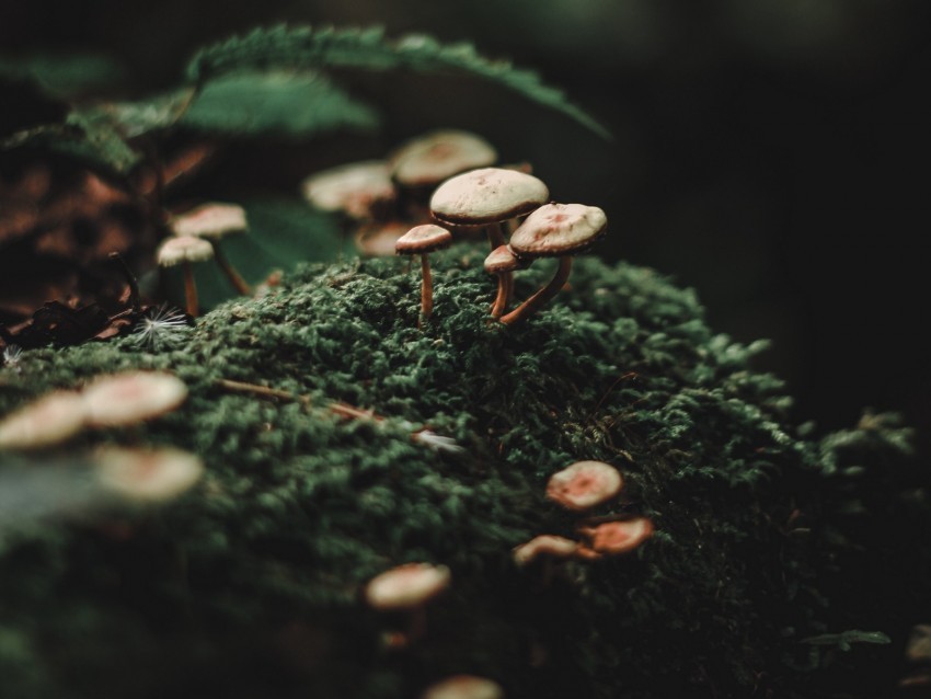 mushrooms moss blur macro Transparent Background Isolated PNG Figure