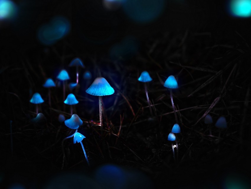 mushrooms toadstools glow photoshop PNG images with transparent canvas compilation 4k wallpaper