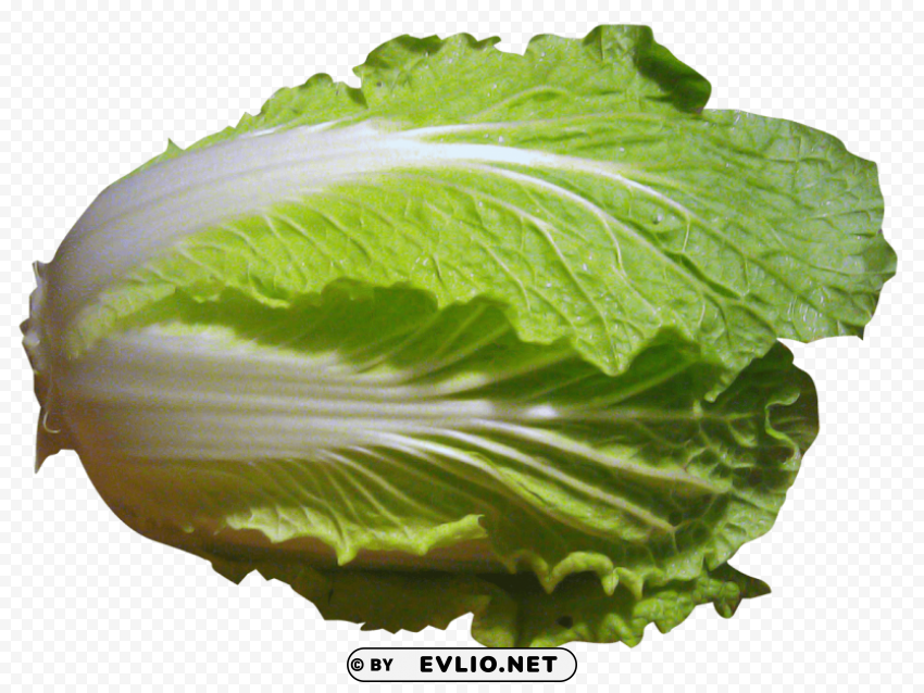 napa cabbage Clean Background Isolated PNG Design