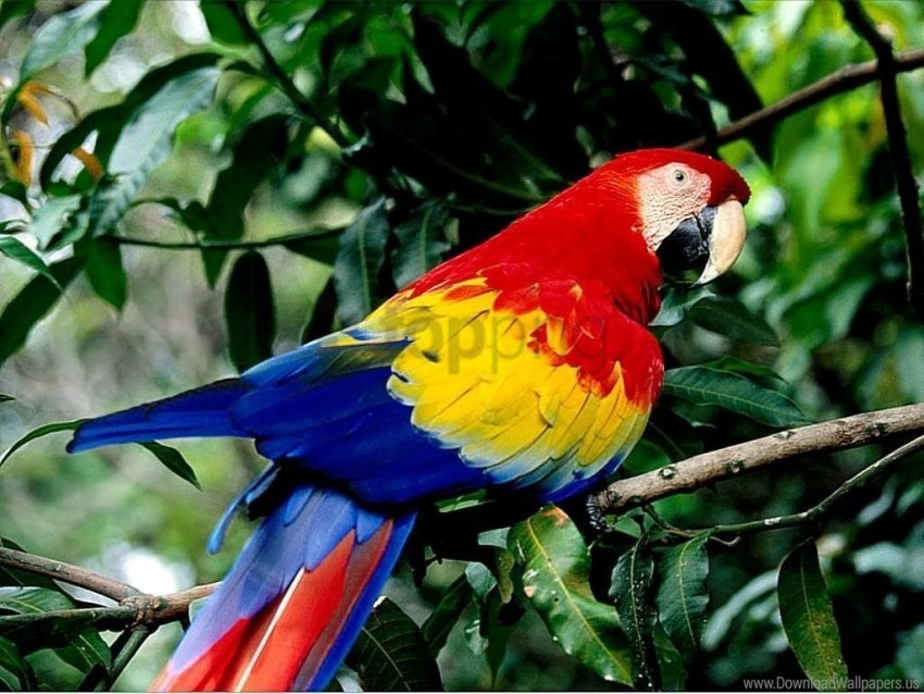 nature parrot wallpaper Isolated Item in Transparent PNG Format