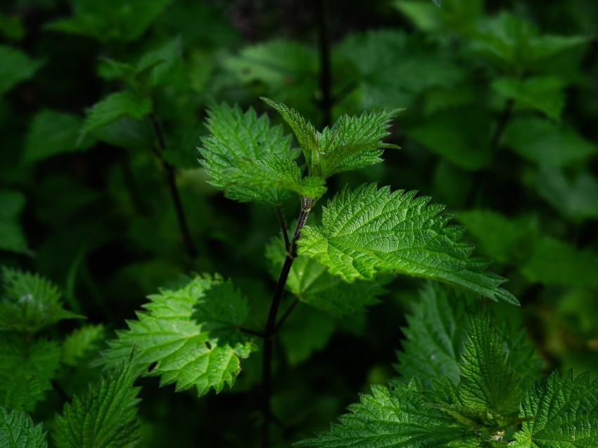 nettle leaves stalks plant green Transparent PNG images database