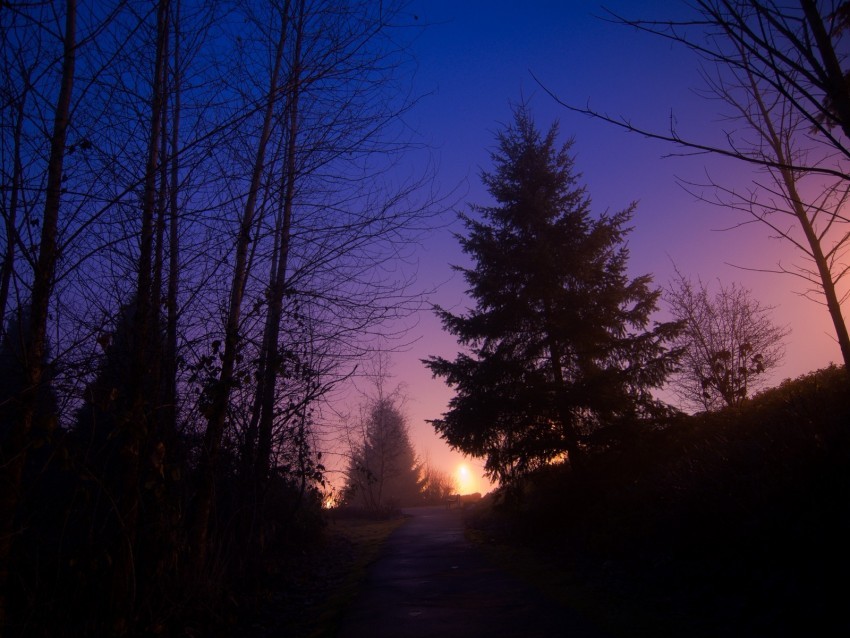 night forest fog path trees sky PNG images for editing