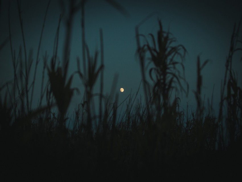 night moon twilight grass plants outlines PNG images for merchandise