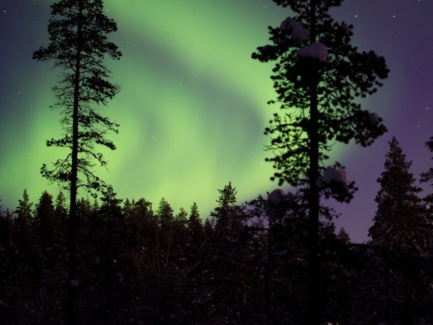 northern lights aurora trees snow forest night snowy HighQuality Transparent PNG Element