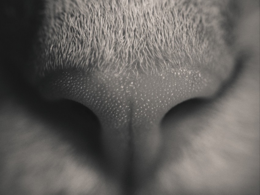 nose cat bw macro PNG Isolated Object with Clarity