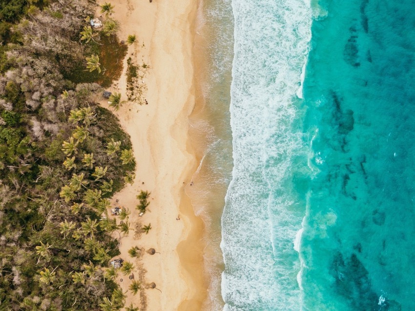 ocean aerial view coast palm trees sand surf foam PNG clip art transparent background