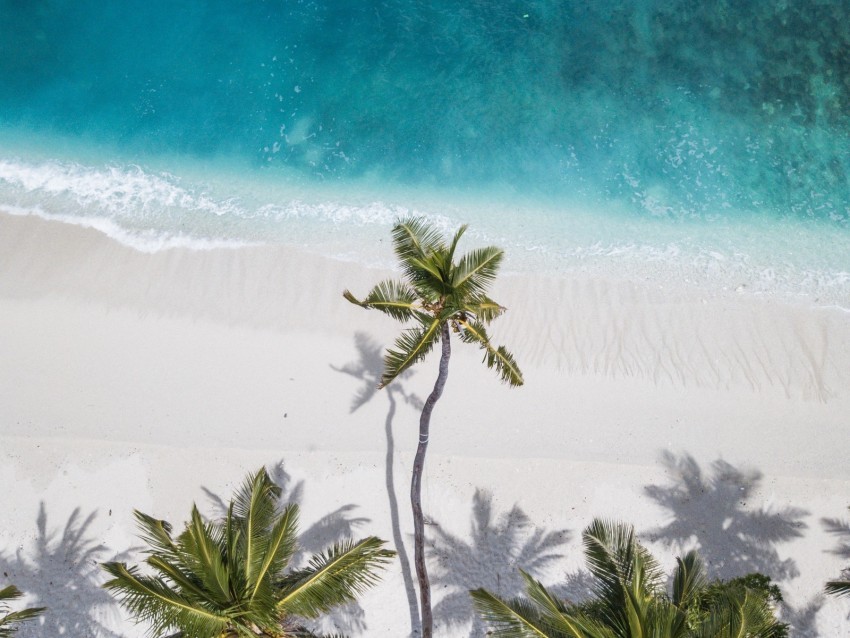 ocean palm trees aerial view coast sand maldives PNG transparent design