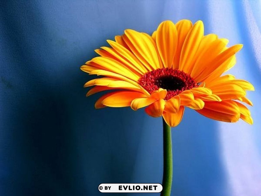 orange flower PNG graphics with clear alpha channel