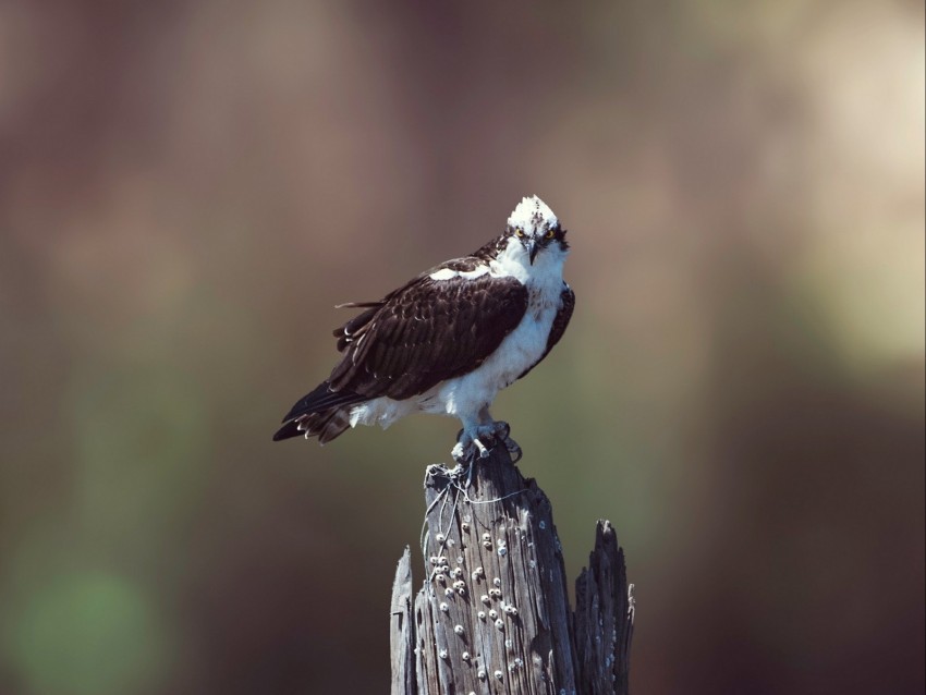 osprey bird predator hawk PNG files with no background wide assortment