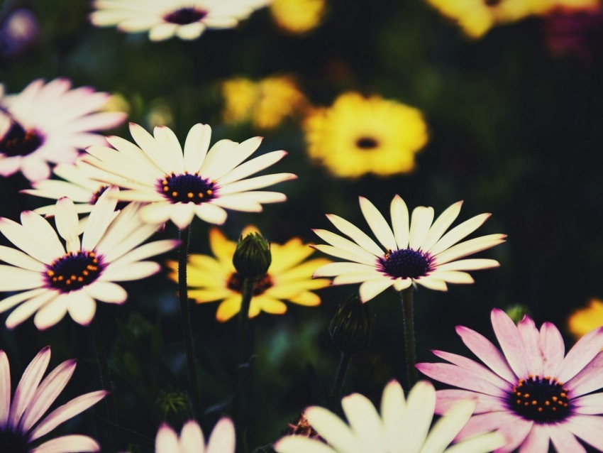 osteospermum flowers flowerbed african daisies PNG for t-shirt designs