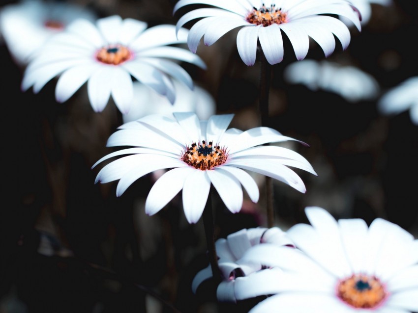 osteospermum flowers white bloom plant PNG with no background for free 4k wallpaper