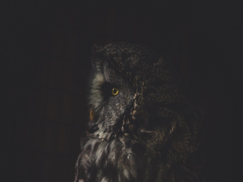 owl bird dark predator looks turned PNG pictures with no backdrop needed 4k wallpaper