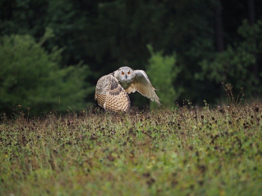 owl bird flight wings flap predator wildlife PNG images for merchandise