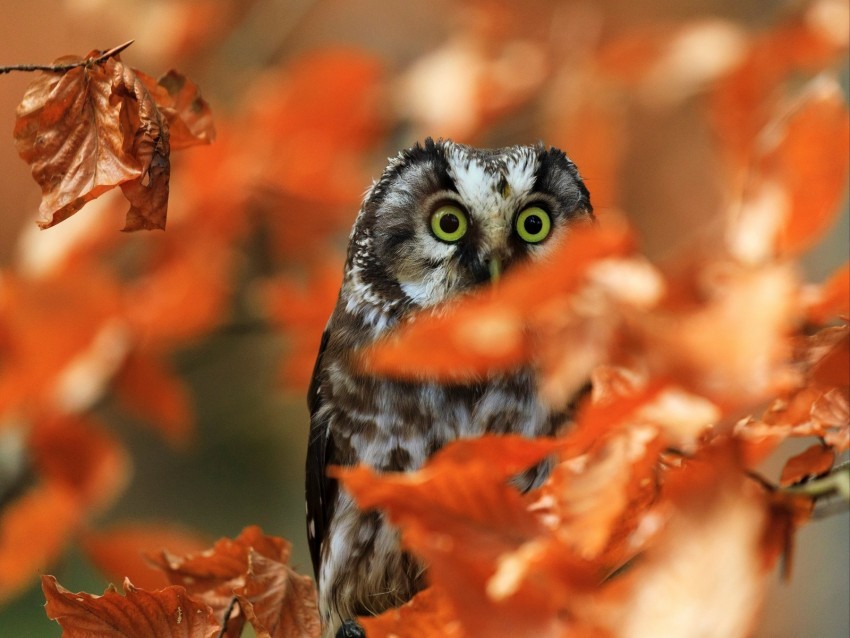 owl bird glance branch leaves PNG images with clear alpha layer
