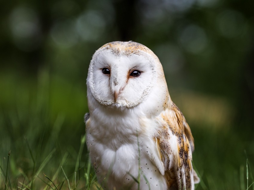 owl bird glance feathered predator wildlife Transparent PNG images pack