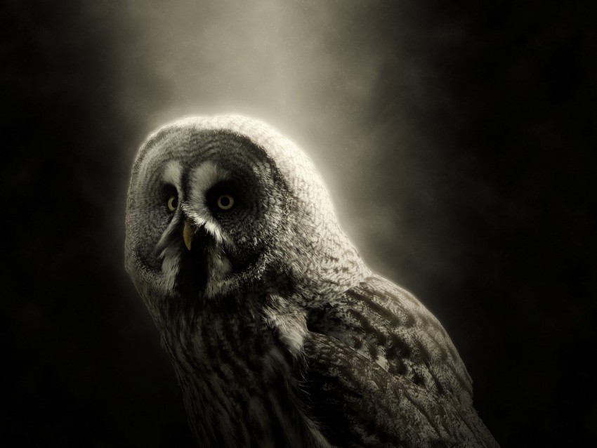 owl bird predator dark wildlife Transparent PNG Object with Isolation