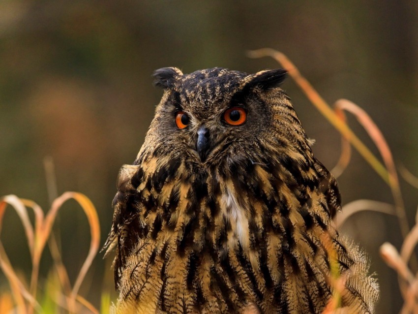 owl bird predator grass wildlife Transparent PNG Isolated Illustration