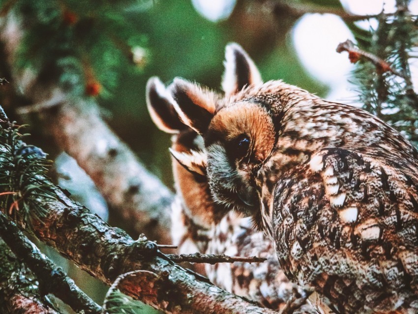 owl bird predator wildlife branches Isolated Icon in Transparent PNG Format