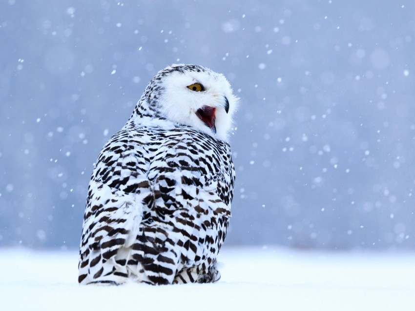 owl white owl polar owl bird snow winter PNG with alpha channel for download