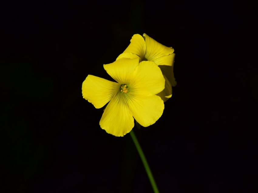 oxalis flower yellow contrast black background small close-up PNG for Photoshop