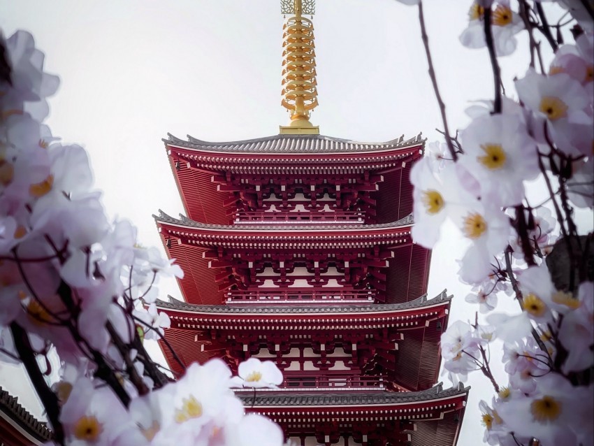 pagoda building sakura temple flowers Transparent Background Isolated PNG Character