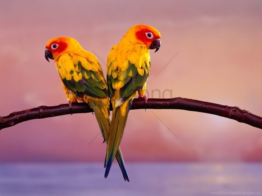 Pair Parrot Wallpaper Isolated Item With Transparent PNG Background