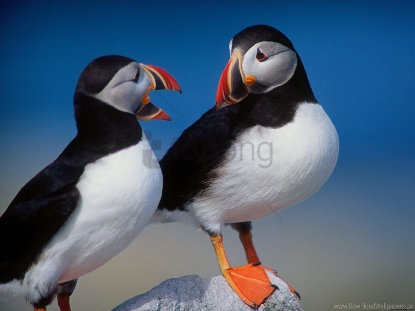 Pair Puffins Wallpaper Isolated Character In Clear Transparent PNG