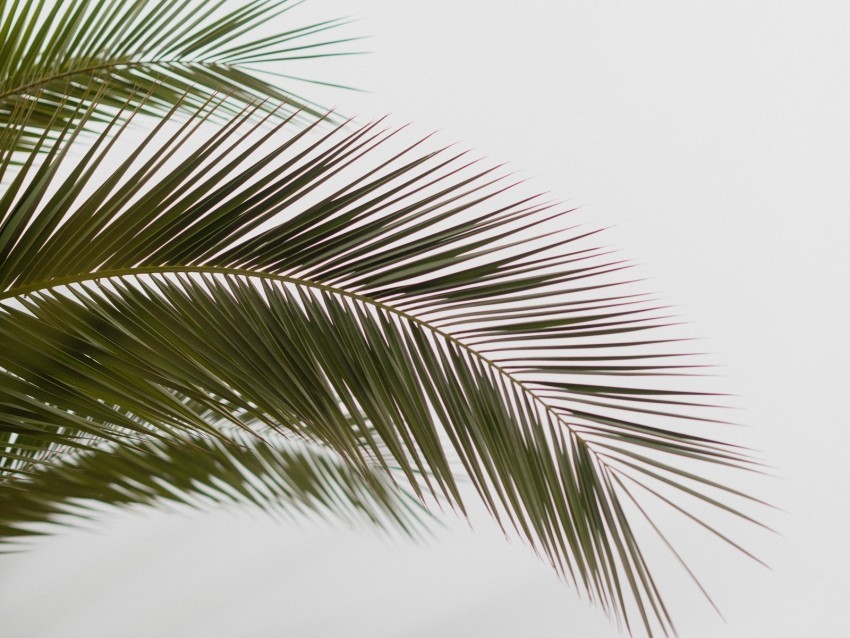 palm branch leaves carved minimalism PNG with no bg 4k wallpaper