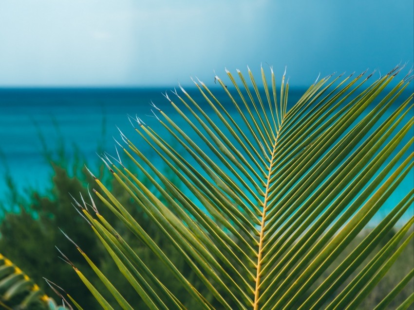 palm branch leaves ocean shore horizon ClearCut Background Isolated PNG Design