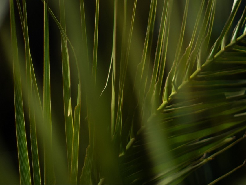 palm branch leaves plant green PNG images with no royalties