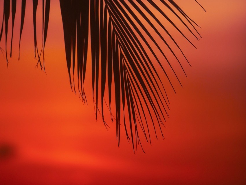 palm branch leaves sunset dusk PNG Image Isolated with Clear Background