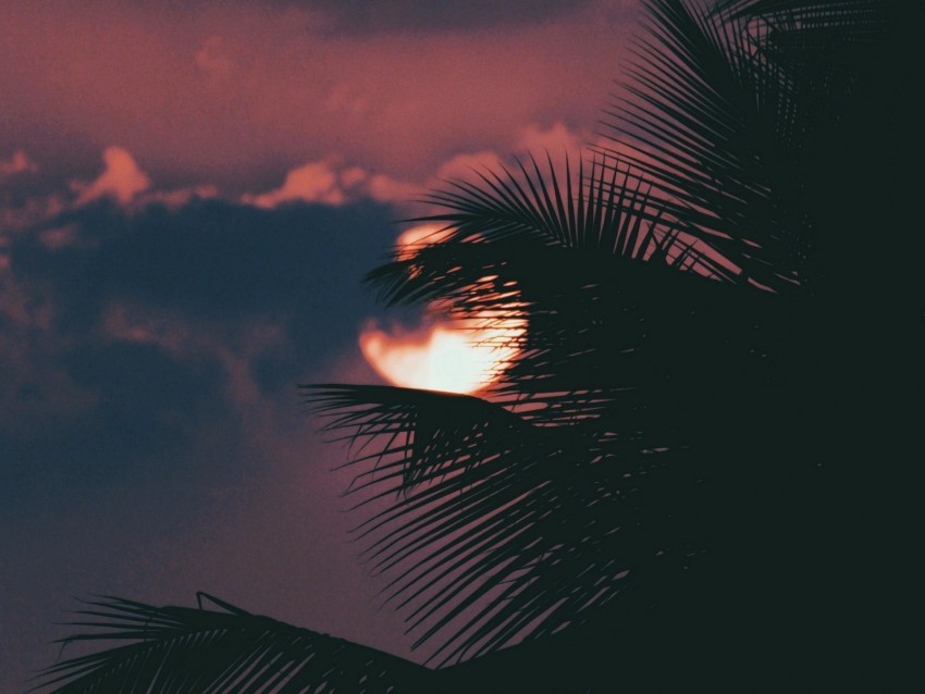 palm branch sunset sun sky clouds PNG transparent images for social media 4k wallpaper