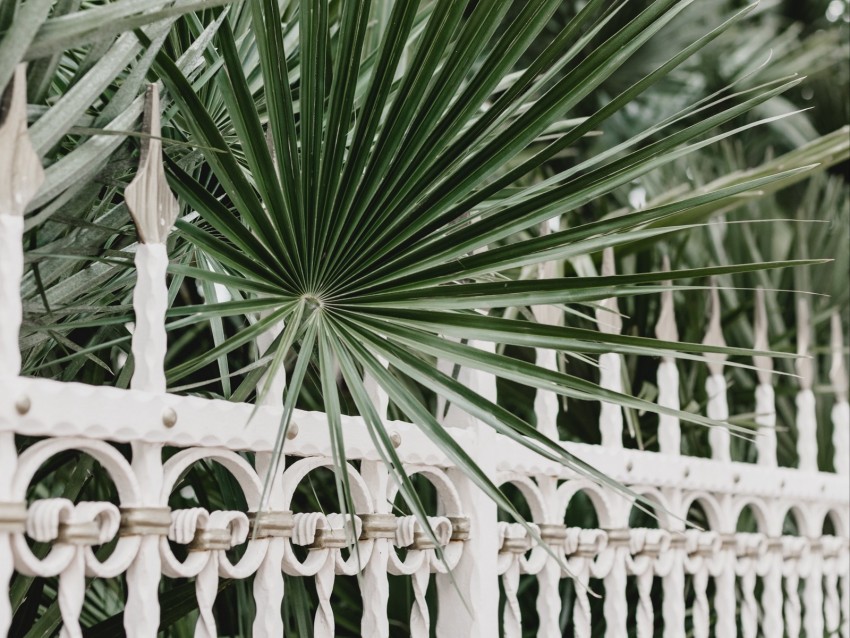 palm branches fence forged metal Clean Background Isolated PNG Graphic Detail