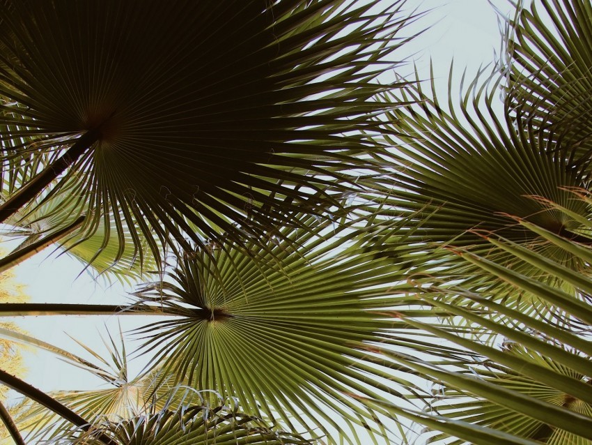 palm branches leaves green plant PNG Image with Clear Isolated Object