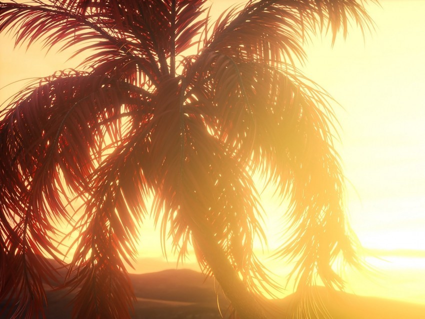 palm branches leaves sunset light bright Free PNG images with transparent layers compilation