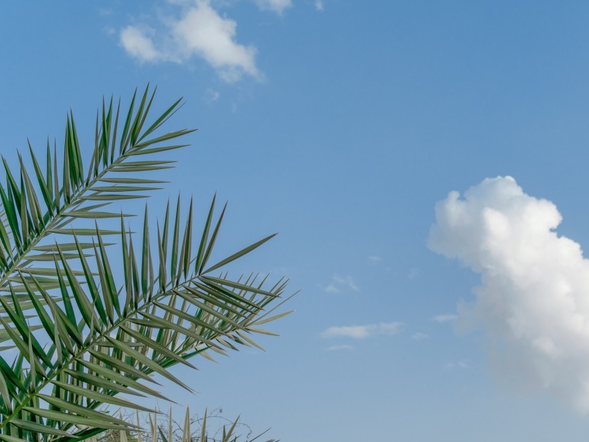 palm branches sky clouds tropics Isolated Artwork with Clear Background in PNG